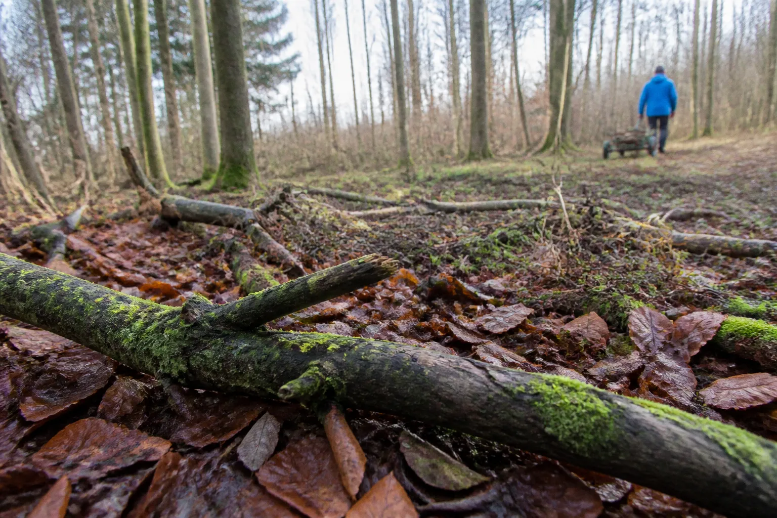 Totholz sammeln im Wald: Was ist in Bayern erlaubt?