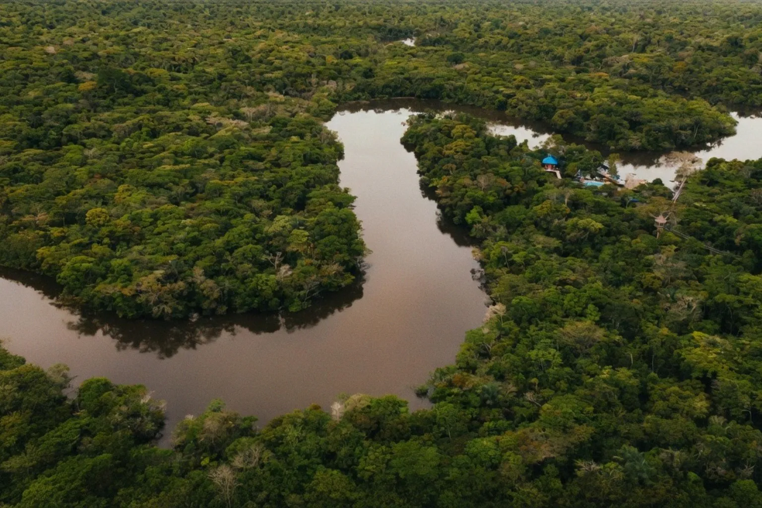 Waldschutz im Amazonas: Warum der Erhalt bestehender Bestände Vorrang vor Aufforstung hat