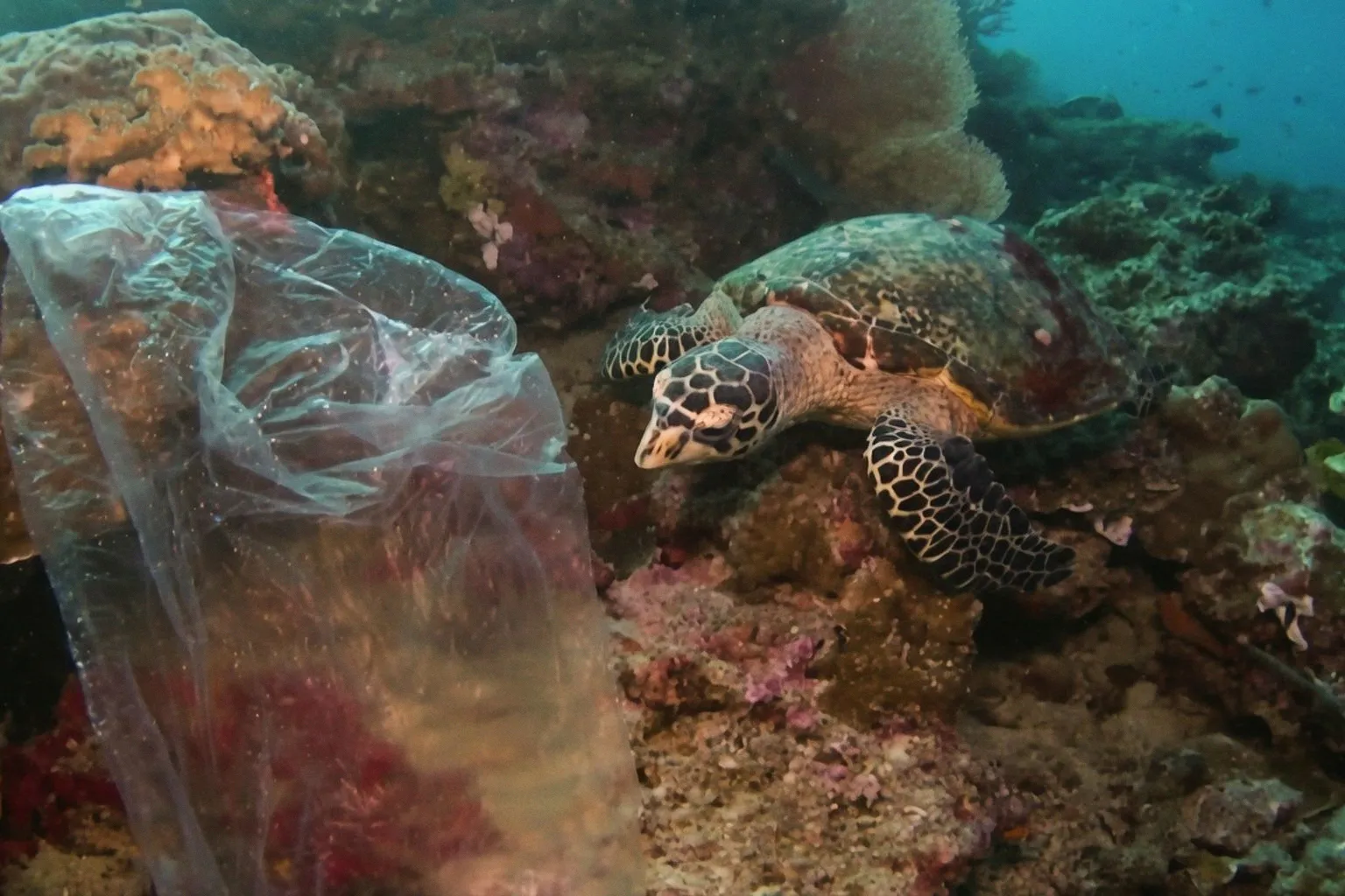 Warum die globalen UN-Biodiversitätsziele für den Naturschutz kaum erreichbar sind