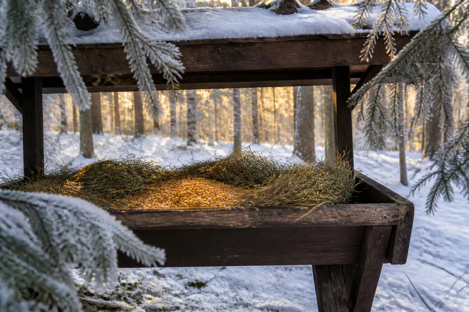 Wildtierfütterung im Winter: Was ist im Wald erlaubt?
